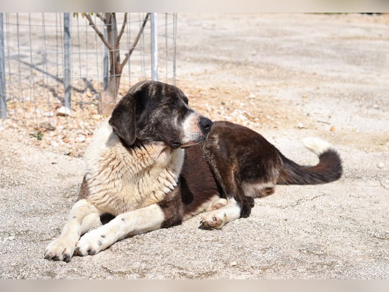 Ava Mischlingshündin ca. 5 Jahre alt in Griechenland