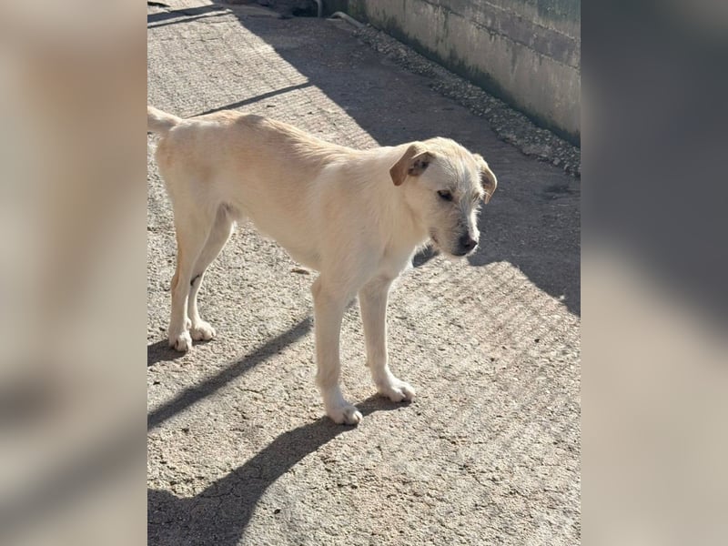 Fluffy Mischlingsrüde ca. 1 Jahr alt in Griechenland