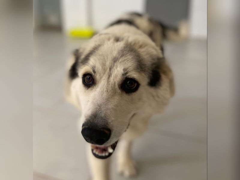 Max griech. Schäferhundmischlingsrüde ca. 4 Jahre alt  in Griechenland