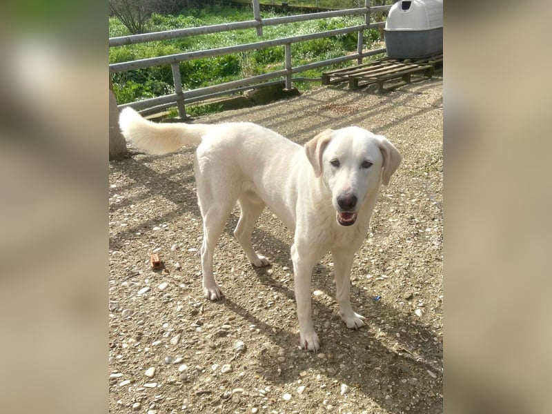 Dimi Mischlingsrüde ca. 4 Jahre alt in Griechenland