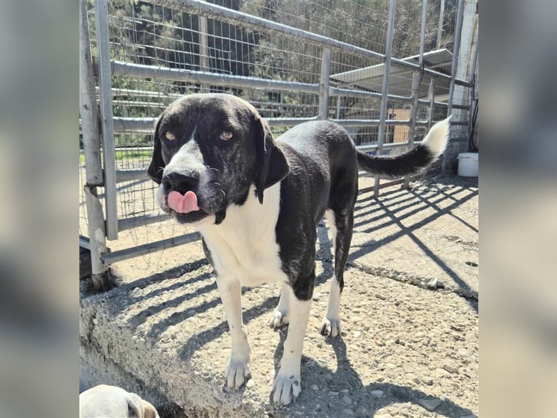 Ava Mischlingshündin ca. 4,5 Jahre alt in Griechenland