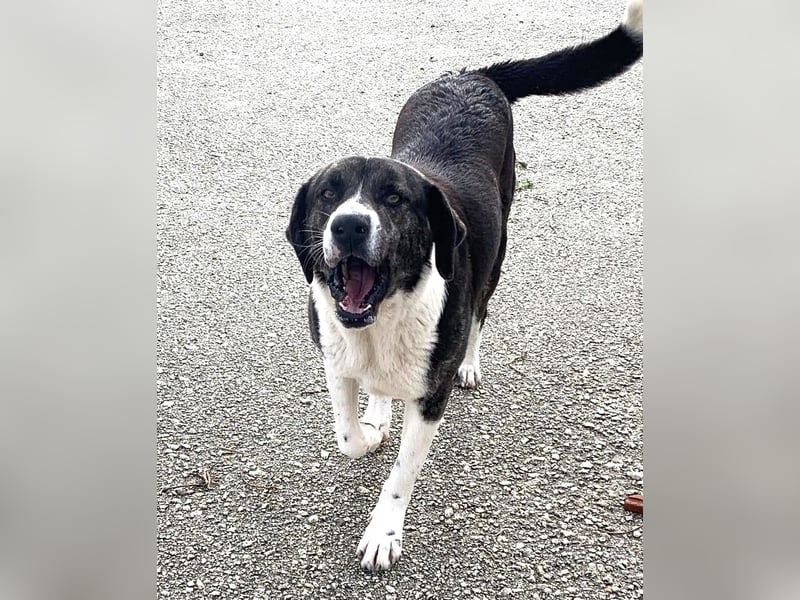 Ava Mischlingshündin ca. 5 Jahre alt in Griechenland