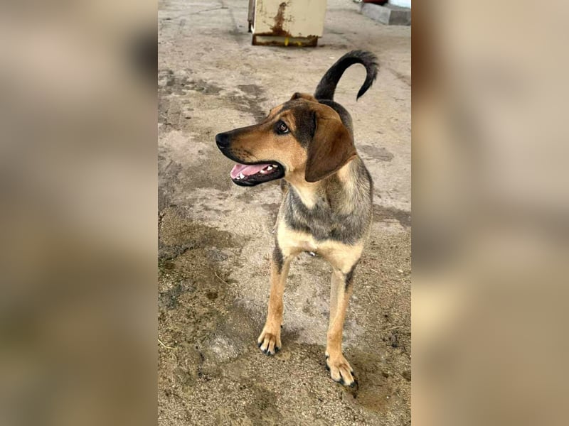 Leika Mischlingshündin ca. 1, 5 Jahre alt in Griechenland