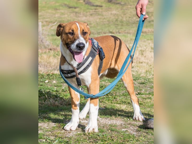 Bruti SI - sehr aktiv, freundlich