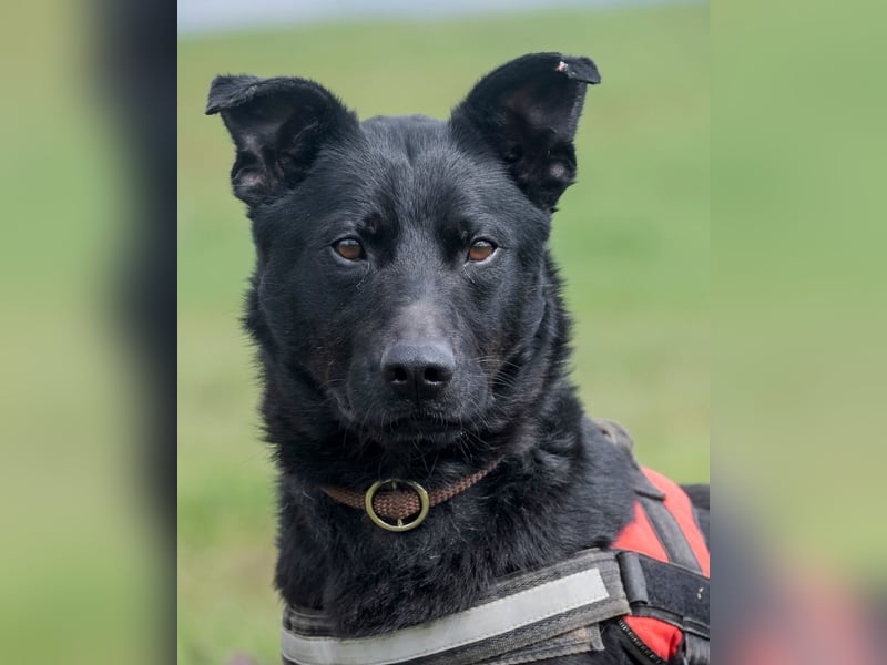 Noel SI - fröhlich und verspielt