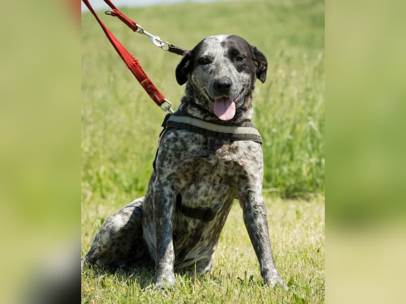 Vanda SI - liebt Hunde und Kinder