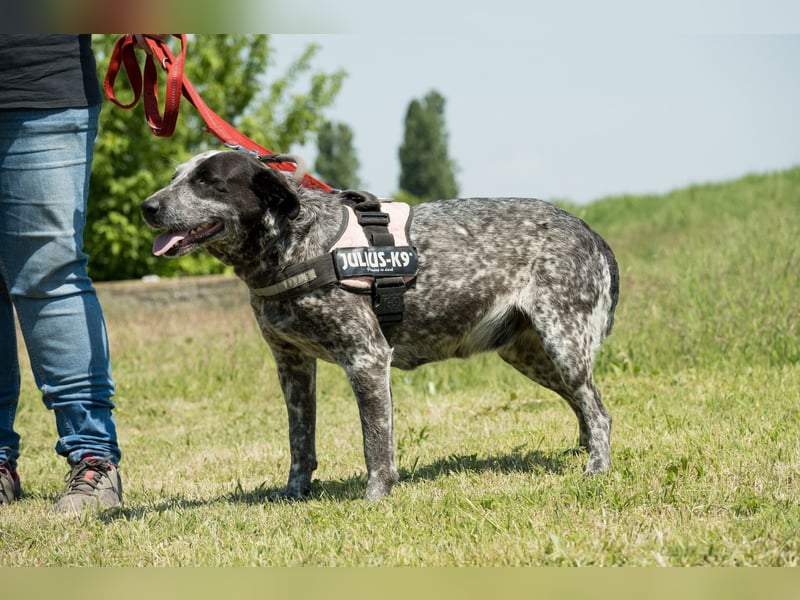 Vanda SI - liebt Hunde und Kinder