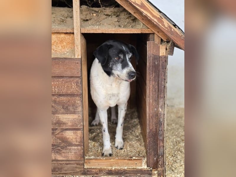 Bim VA - schüchtern, unsicher