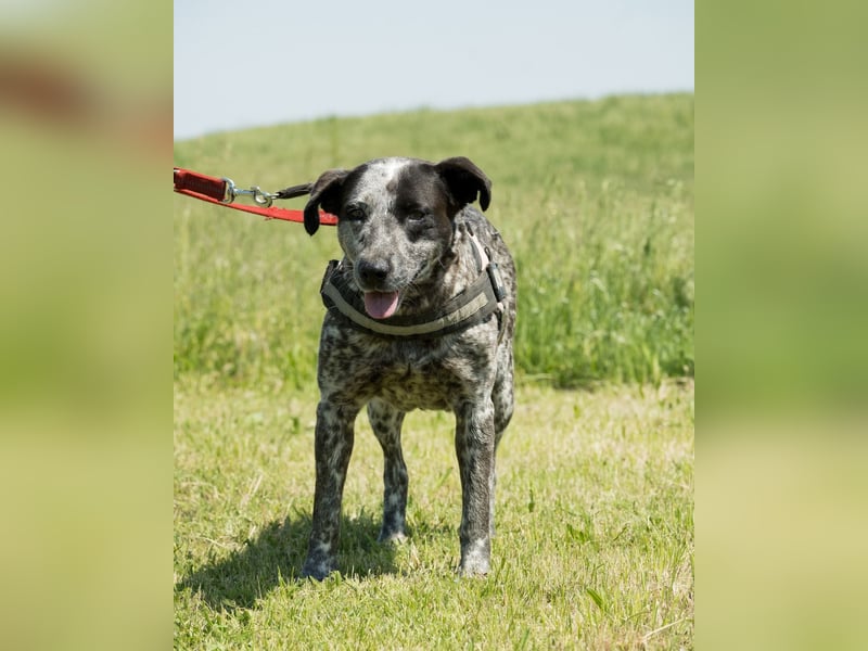 Vanda SI - liebt Hunde und Kinder