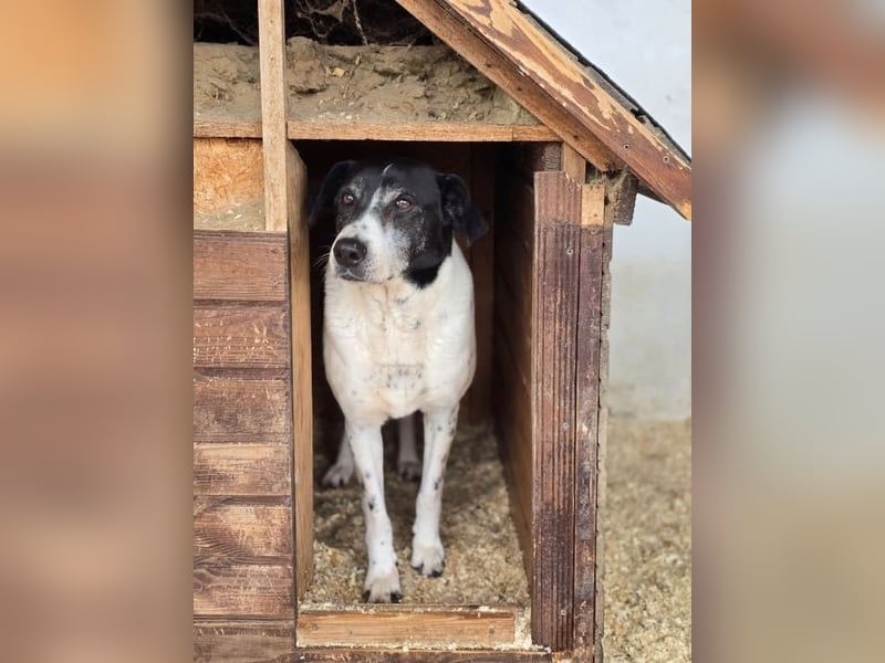 Bim VA - schüchtern, unsicher