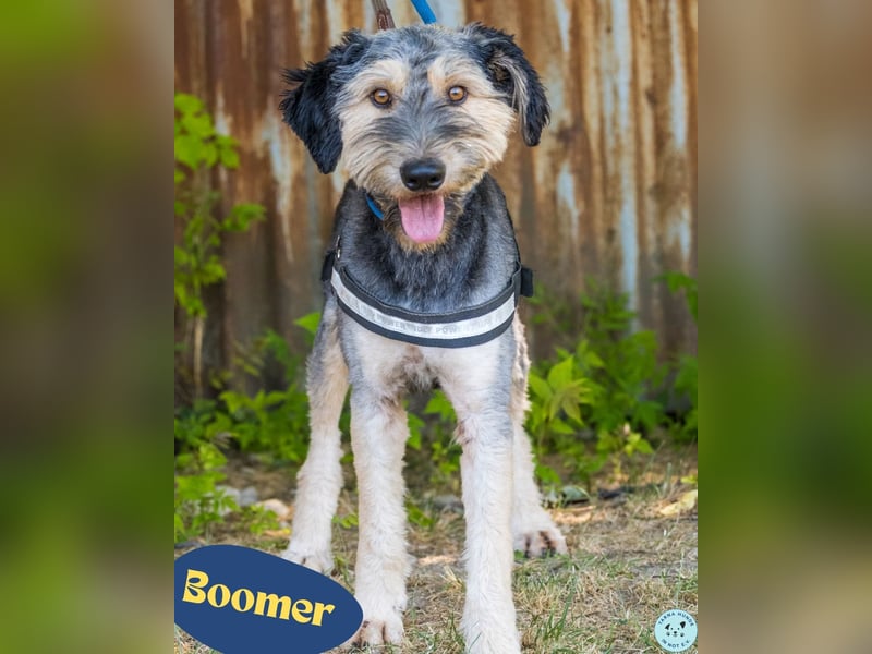 Boomer SI, ein echter Sonnenschein