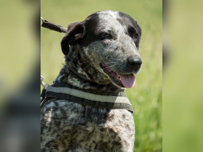 Vanda SI - liebt Hunde und Kinder