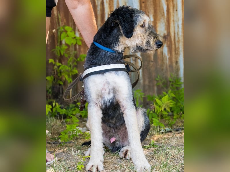 Boomer SI, ein echter Sonnenschein