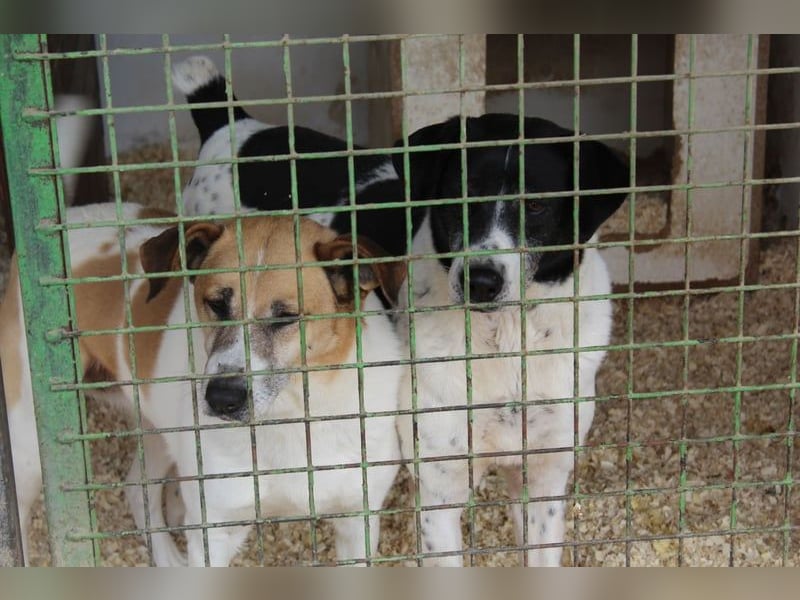 Bim VA - schüchtern, unsicher