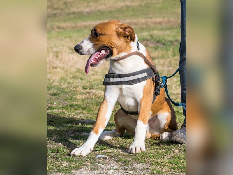 Bruti SI - sehr aktiv, freundlich