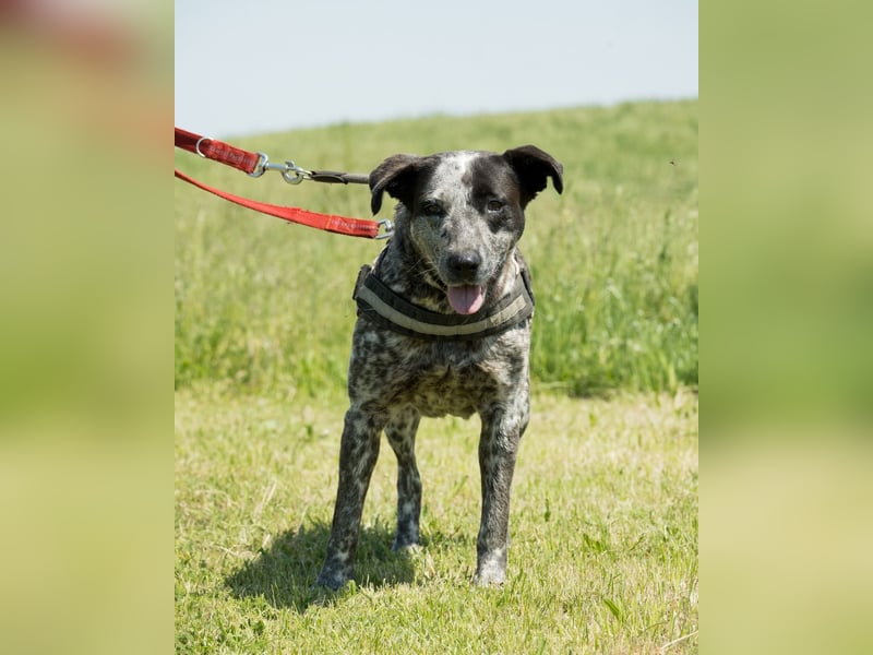 Vanda SI - liebt Hunde und Kinder