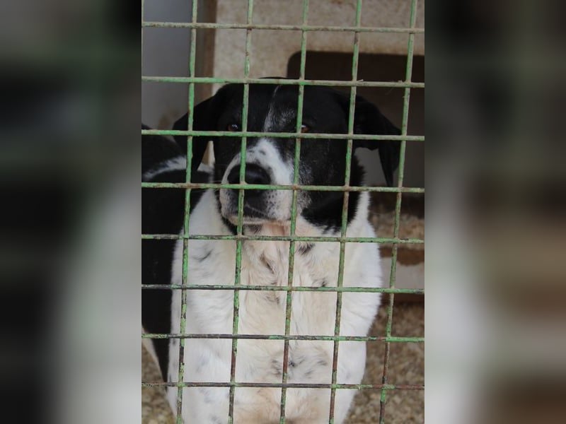 Bim VA - schüchtern, unsicher