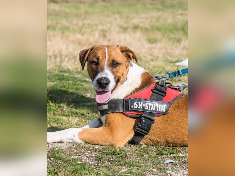 Bruti SI - sehr aktiv, freundlich