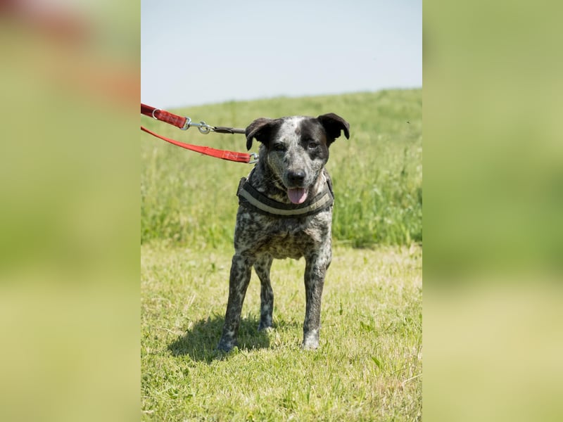 Vanda SI - liebt Hunde und Kinder