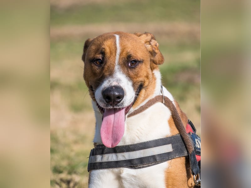 Bruti SI - sehr aktiv, freundlich