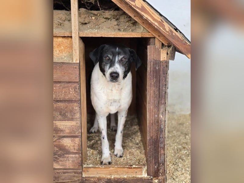 Bim VA - schüchtern, unsicher