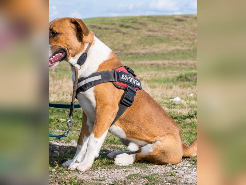 Bruti SI - sehr aktiv, freundlich