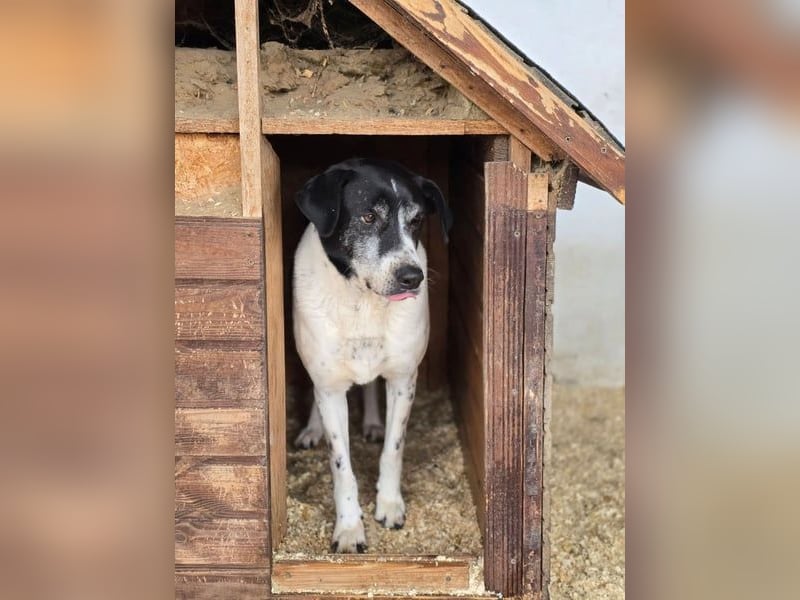 Bim VA - schüchtern, unsicher