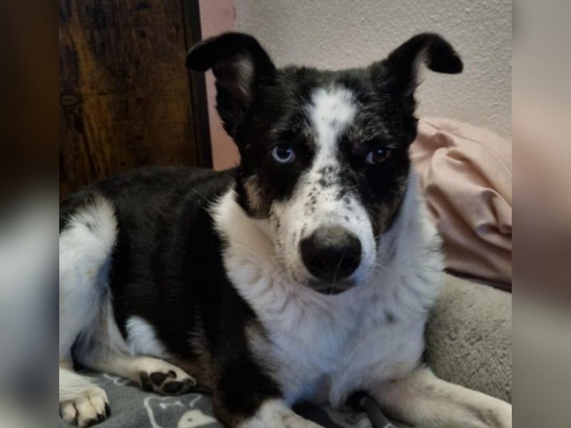 Mila - auf dem Weg ins Glück