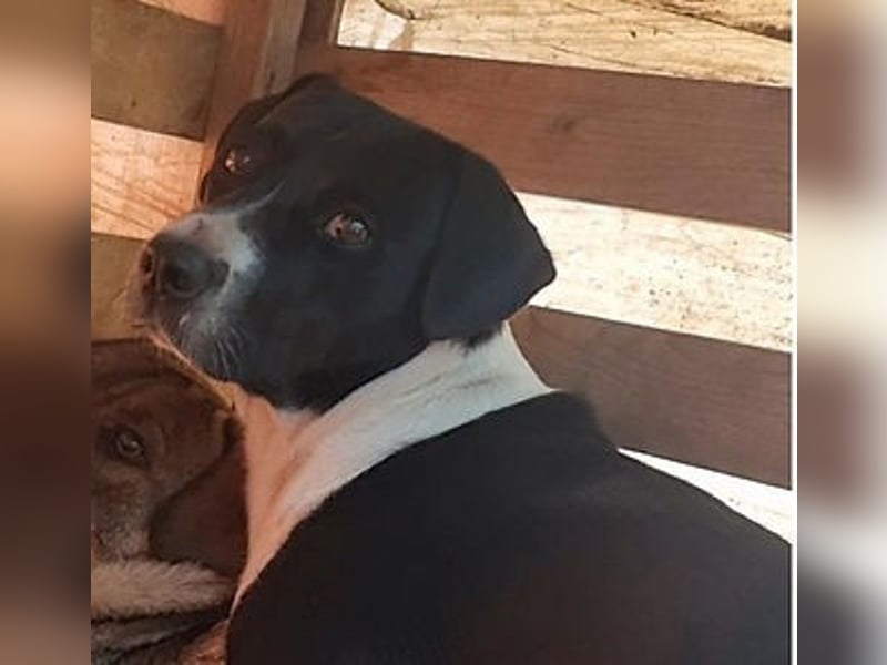 Pluto - freundlicher Hundejunge möchte Vertrauen fassen
