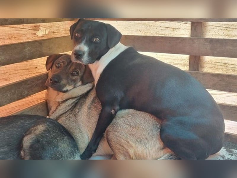 Pluto - freundlicher Hundejunge möchte Vertrauen fassen