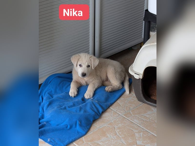 Nika