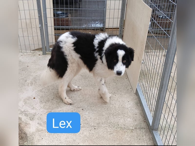 Lex