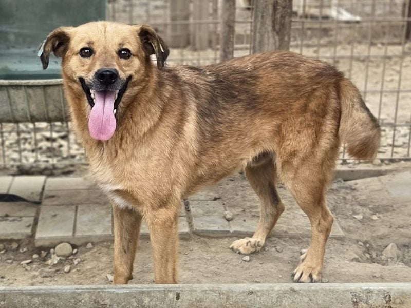 ♥JAKOB♥ süßer, anhänglicher Rüde voller Emotionen, der so viel Herz und Lebensfreude hat 56 cm