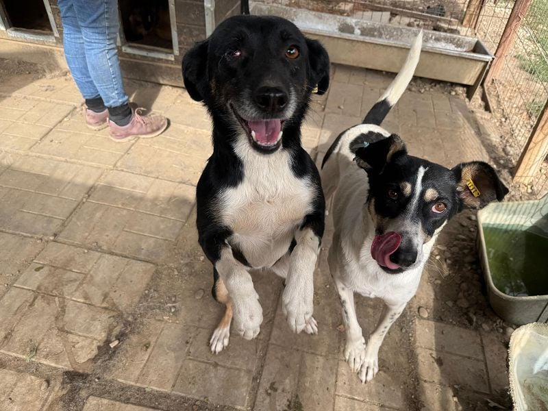 ♥AMANDA♥ süße, anhängliche, verschmuste und unkomplizierte Hündin 54 cm