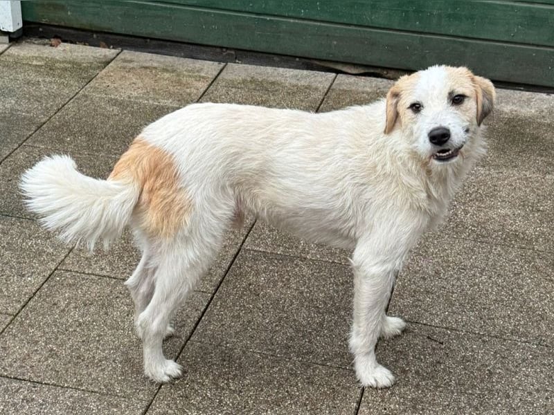 ♥MARLON♥ neu auf Pflegestelle bei Köln -hübscher, sehr menschenbezogener, kluger Drahthaar-Rüde 54cm