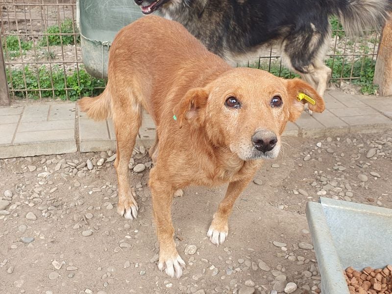 NOTFALL♥OSKAR♥ so lieber, dankbarer, ganz zutraulicher armer Tropf,der im Tierheim stark abbaut 52cm