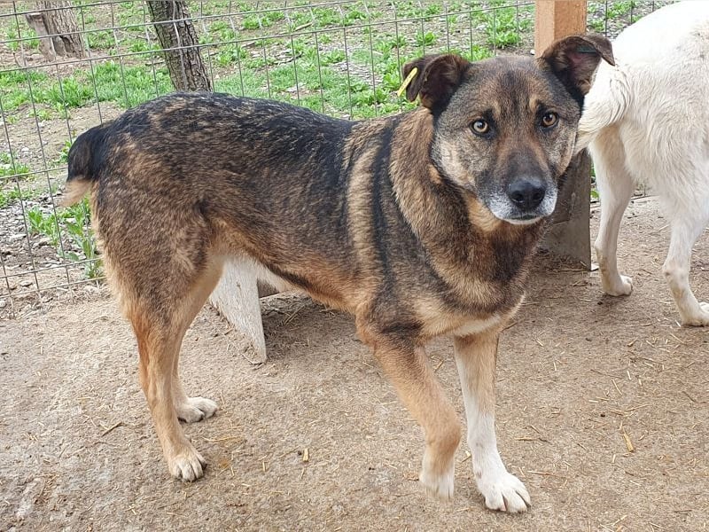 ♥NANDO♥ wunderbarer, ganz aufgeschlossener Rüde - eine wahre Frohnatur 53 cm
