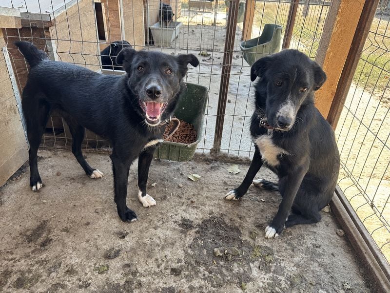 ♥TABEA♥ so liebe,verschmuste, lustige Hündin,die von ihrem Besitzer im Tierheim abgegeben wurde 57cm