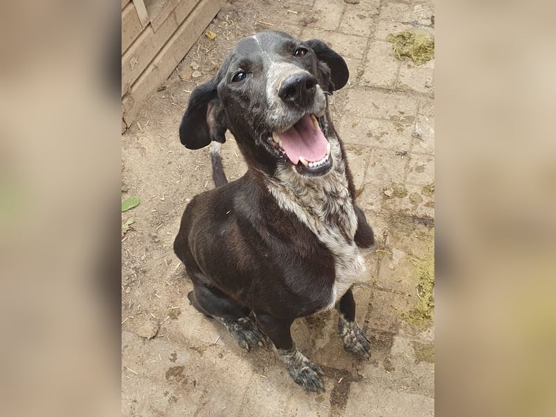 NOTFALL ♥AYLA♥ sehr menschenbezogene, bewegungsfreudige, viel zu dünne Junghündin 54 cm