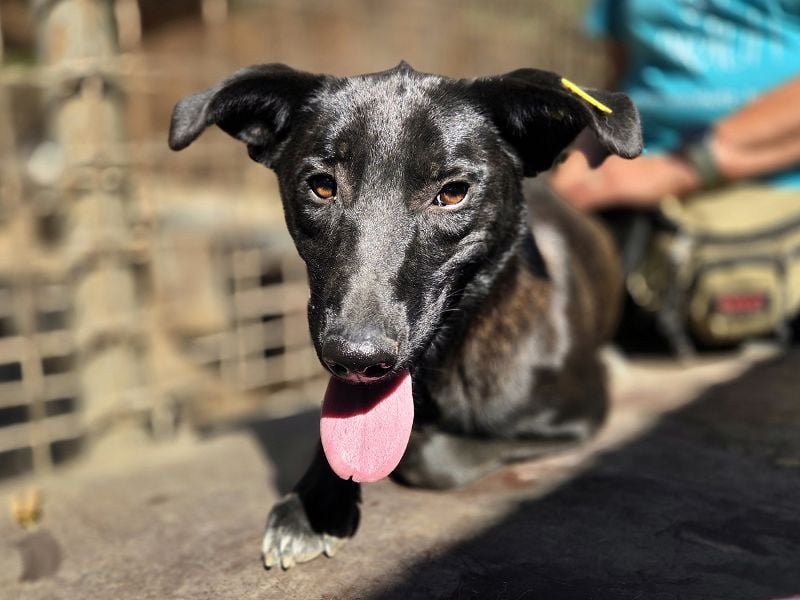 ♥LANA♥ viel zu dünne, sanfte, zarte Seele mit einer stillen und liebevollen Art 52 cm