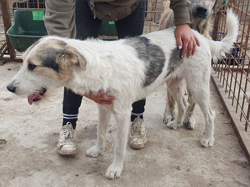 ♥WICKI♥ wunderbarer, unglaublich zutraulicher Gute-Laune-Hund, der einfach zum Verlieben ist 58 cm