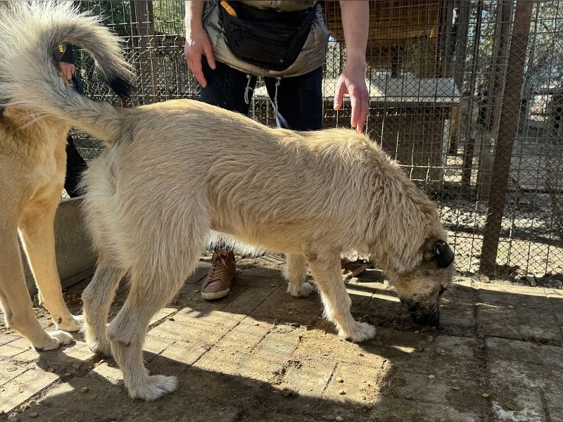 ♥SUMMER♥ unfassbar zutrauliche, anhängliche Hündin mit ihrem einzigartigen Aussehen 57 cm