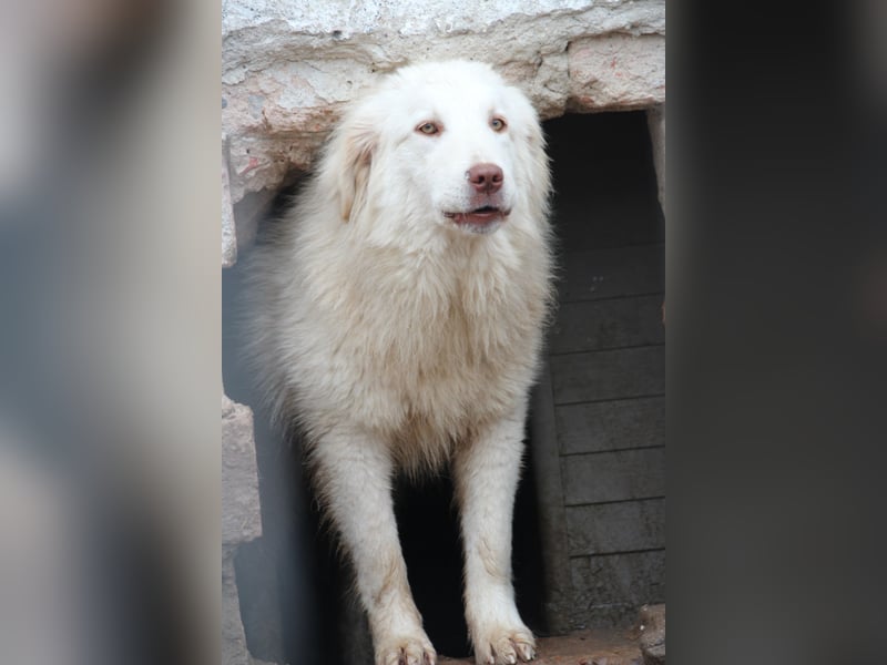⭐️DEXI⭐️, schüchterne Schönheit, Hündin, 1,5 Jahre, ca. 55cm, Mischling, Tierschutz Rumänien
