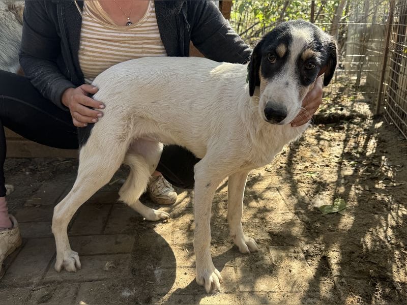 ♥LAILA♥ anfangs noch schüchterne, sehr hübsche Tricolor-Hündin mit feinen Dalmatinerflecken 51 cm