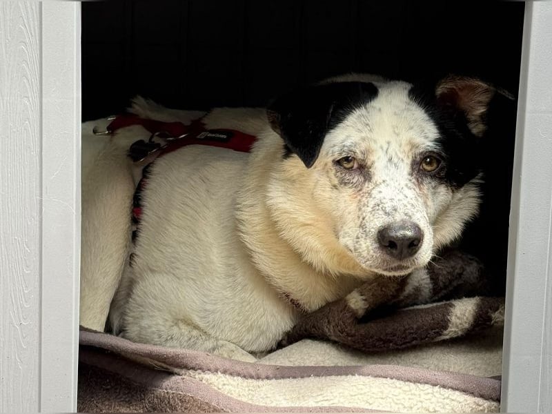 ♥KOBOLD♥ auf Pflegestelle in Essen - hübscher, ganz lieber, sensibler Hundejunge 51 cm