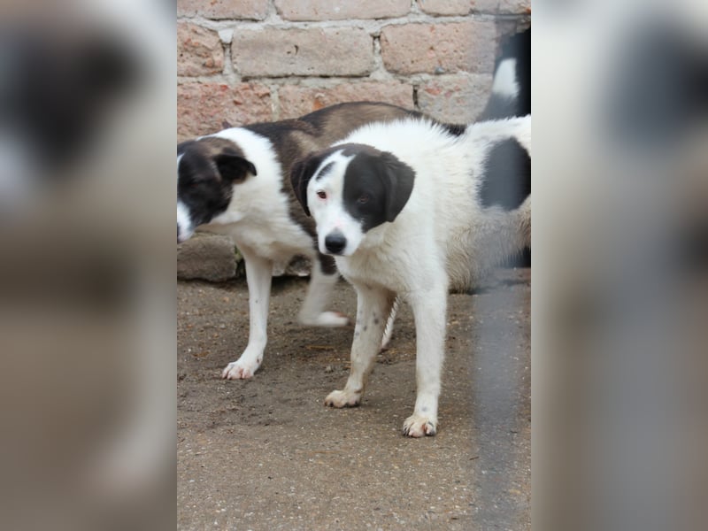 ⭐️SNOOPY⭐️, Spaßvogel und Spielkamerad, Rüde, 1,5 Jahre, 51 cm, Mischling, Tierschutz Rumänien