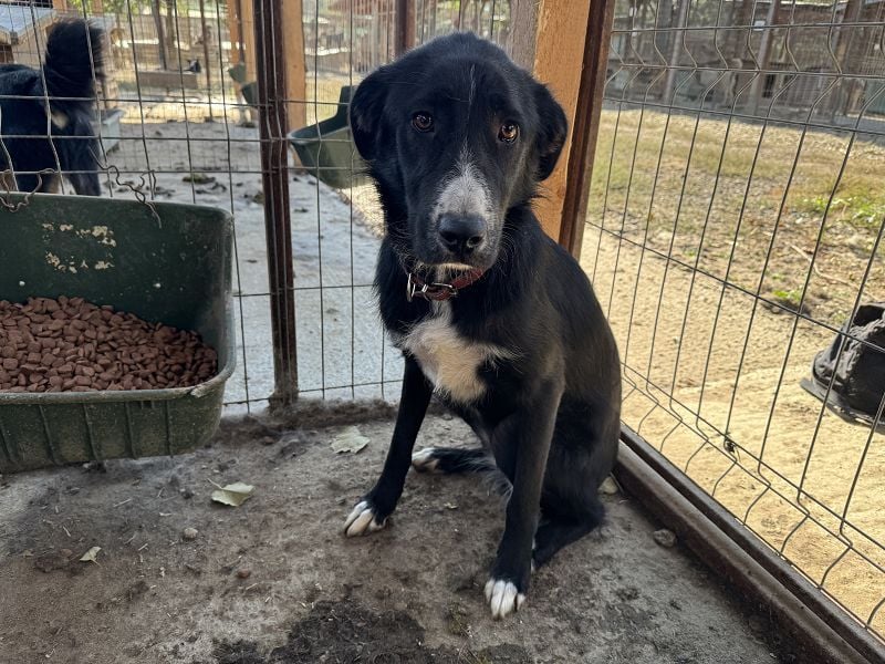 ♥TESSA♥ so liebe, zarte, sensible Hündin, die von ihrem Besitzer im Tierheim abgegeben wurde 58 cm