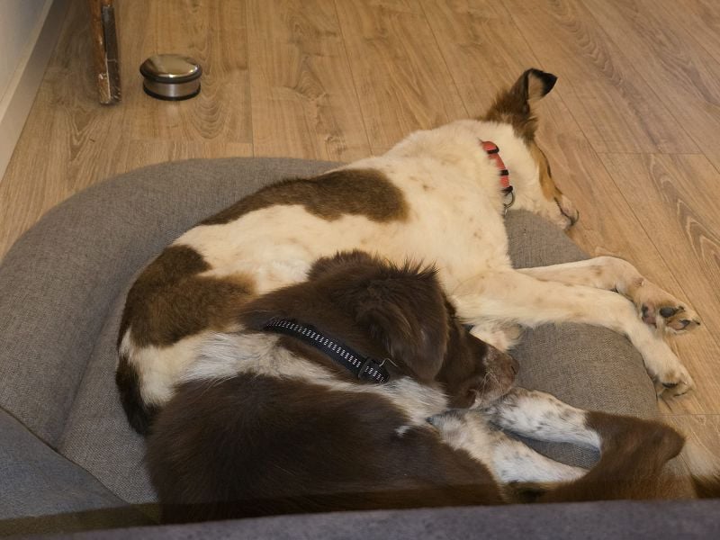 ♥LYRA♥ neu auf Pflegestelle bei Leverkusen - wunderschöne, ganz liebe, sensible Seele 53 cm