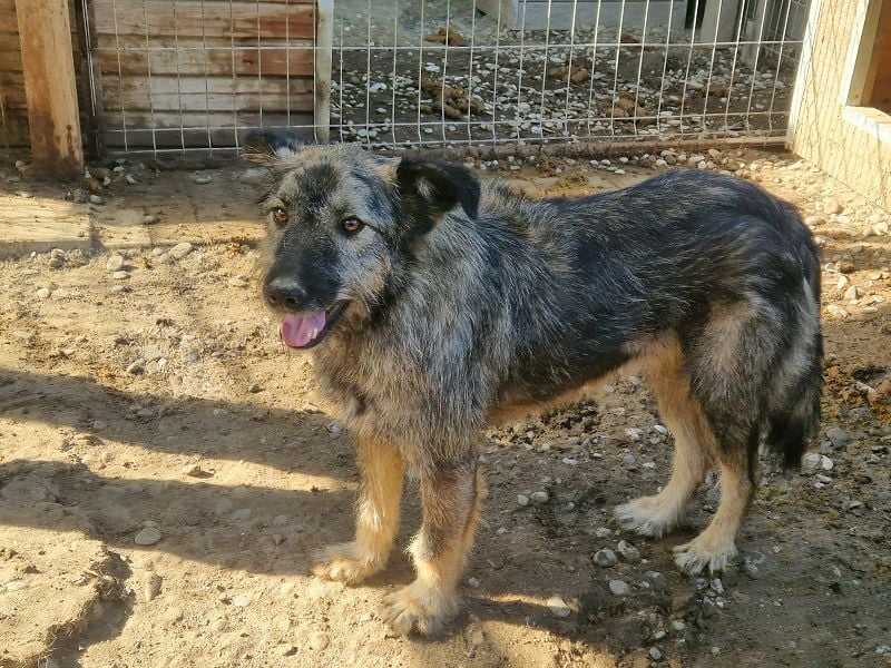 ♥VITO♥ sehr lieber, total süßer, noch etwas vorsichtiger Rüde, der sicher schnell auftaut 55 cm