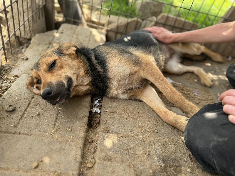 ♥VITA♥ sehr zutrauliche, liebe, neugierige Schmusebacke 52 cm